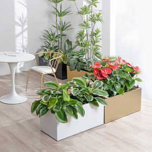 长条大号花盆种植箱阳台花箱自吸水商场隔断景观塑料花盆