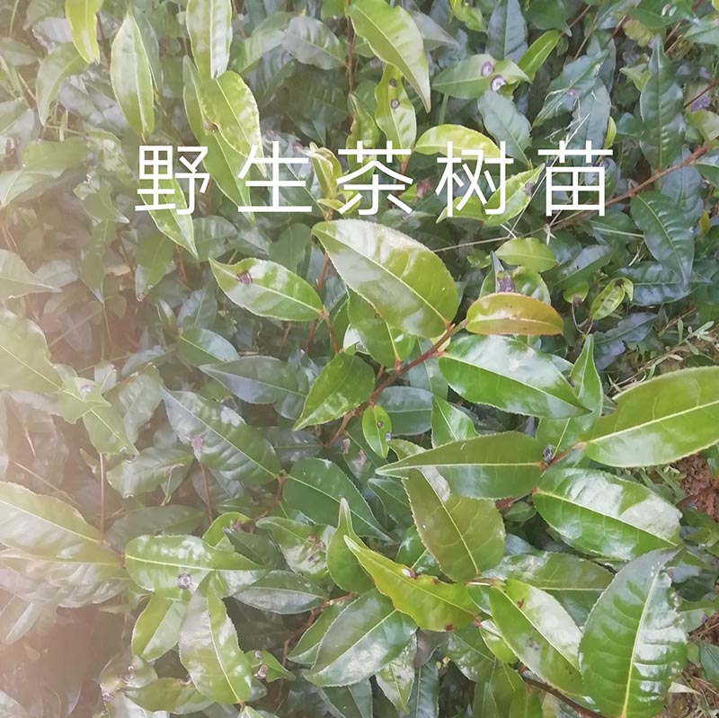 野生茶苗古树滇红茶树苗云南红裤茶苞红茶苗乔木型大理茶种茶苗