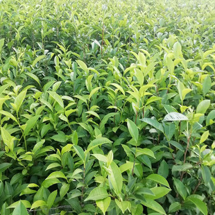 云抗10号茶苗云南大叶种茶苗乔木型茶树苗普洱茶绿茶滇红茶苗包邮