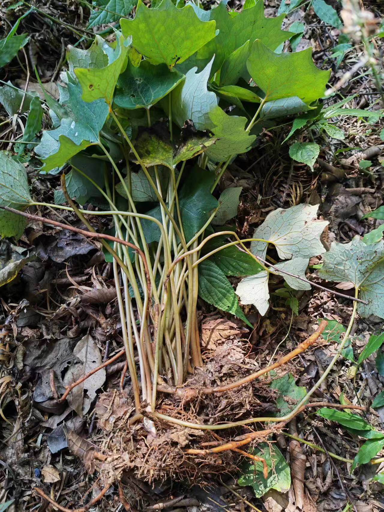 贵州中药材血水草土黄连一口血黄水芋斗篷草马蹄草 血水芋 一滴血
