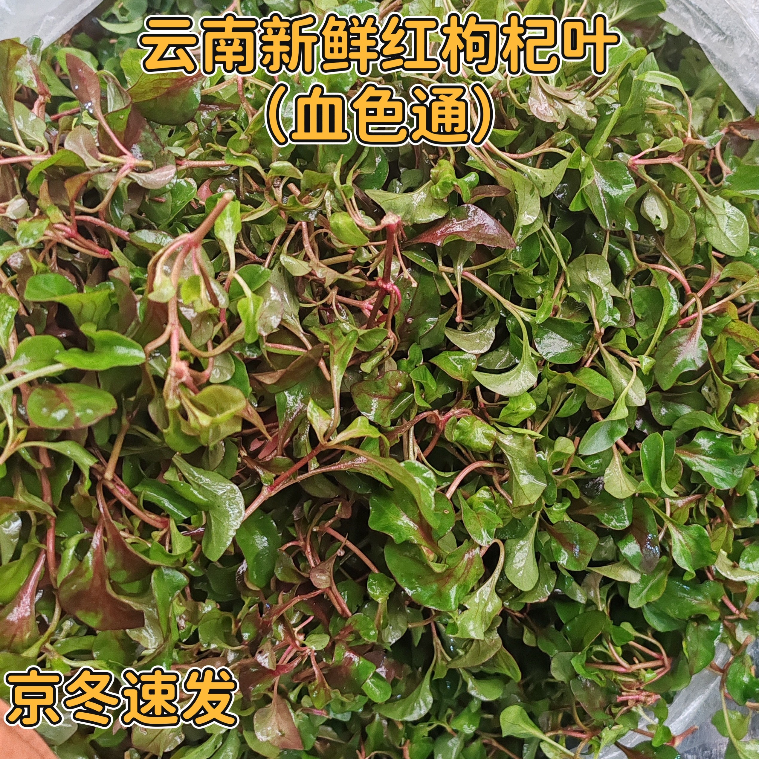 新鲜清香红叶枸杞菜血色通红心甜菜地仙苗天精草火锅菜(邮政空运)