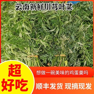 正宗云南小叶川芎叶菜红杆煎鸡蛋现摘浓香新鲜蔬药食同源多规格