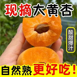 【放软吃】新鲜大黄杏凯特鲜杏当季孕妇水果酸甜爽口整箱批发包邮