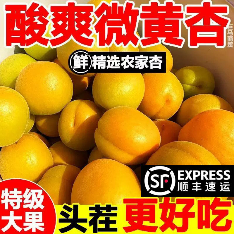 顺丰26头茬现摘山西大黄杏当季新鲜时令水果现摘杏子孕妇酸水果