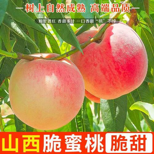 新鲜脆甜水蜜桃产地直发