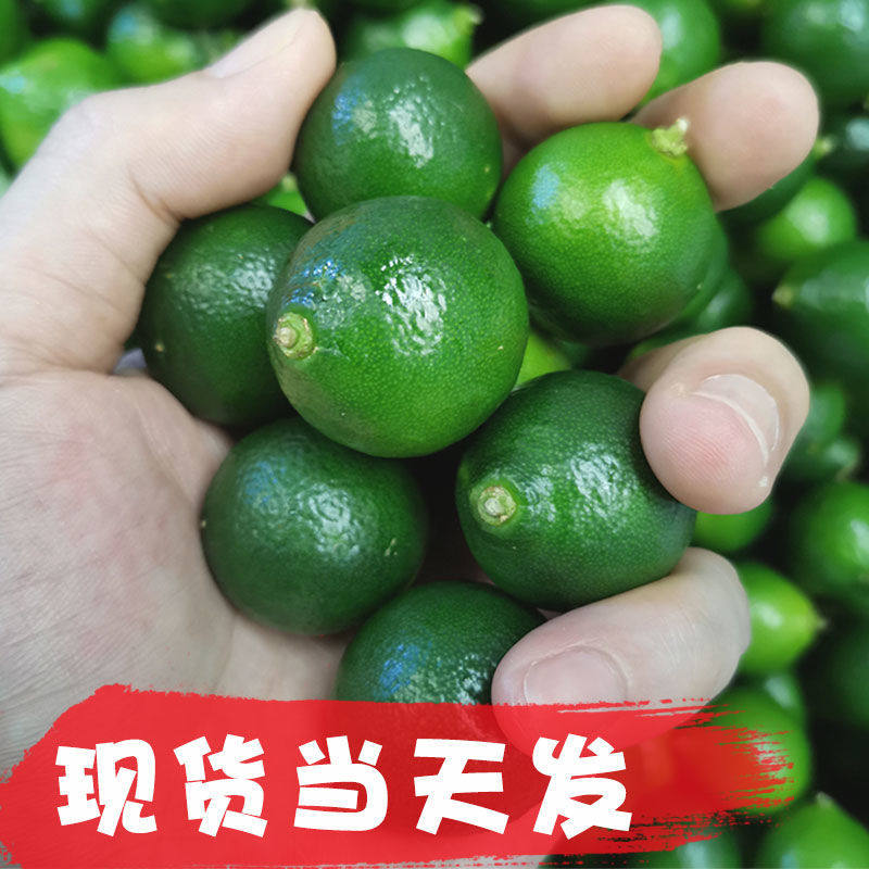 现摘海南青金桔柠小酸柑橘奶茶