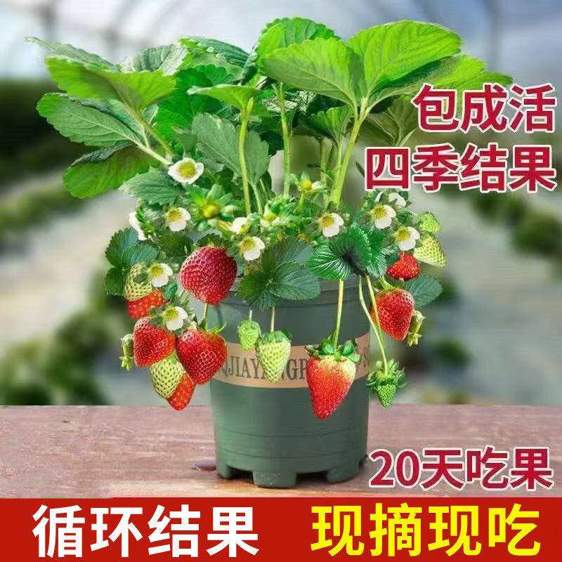 奶油草莓苗秧四季草莓新苗盆栽牛桌面绿植