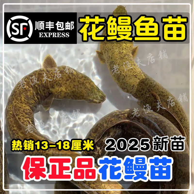 淡水花鳗鱼苗 花锦鳝鱼 鲈鳗 金丝鳗鱼苗 特大规格 白鳗 日本鳗