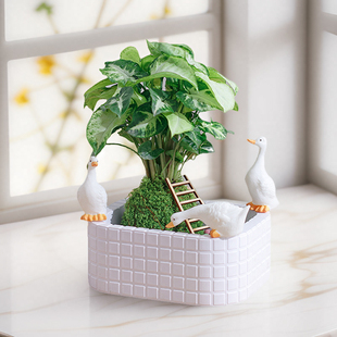 水培植物微景观桌面小盆栽办公室内家养四季绿植净化空气懒人好养