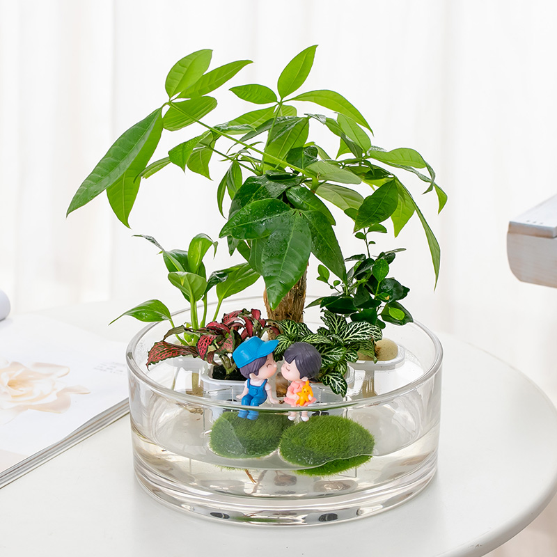 发财树九里香盆栽室内桌面盆栽