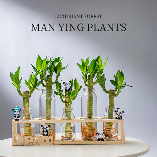 富贵竹水培植物带根办公桌面盆栽