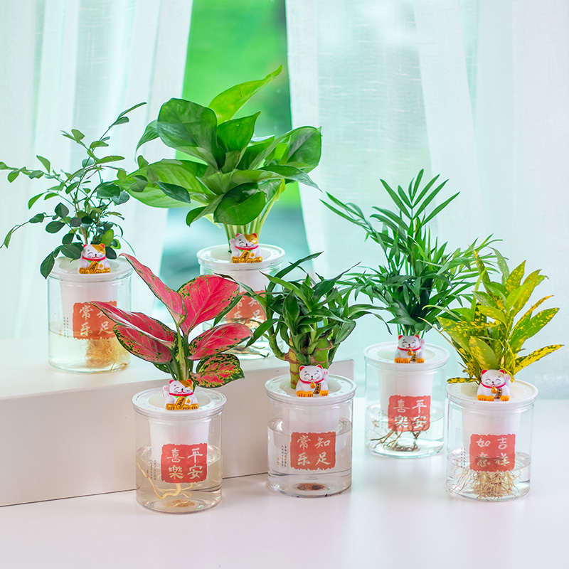 水培植物绿植室内好养发财树绿萝花卉办公桌面水养盆栽装饰摆件