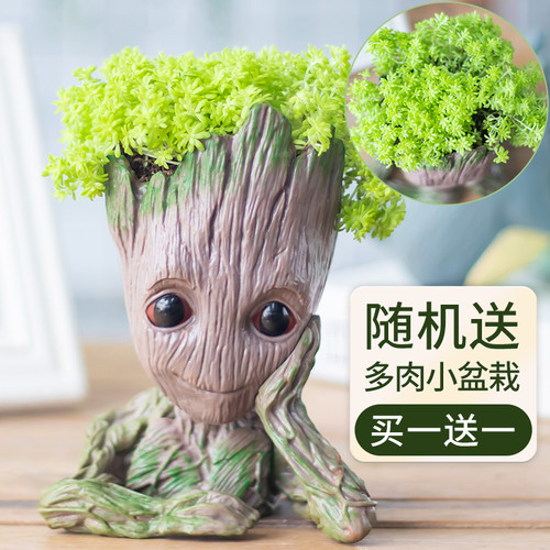 万年草价格 万年草图片 星期三