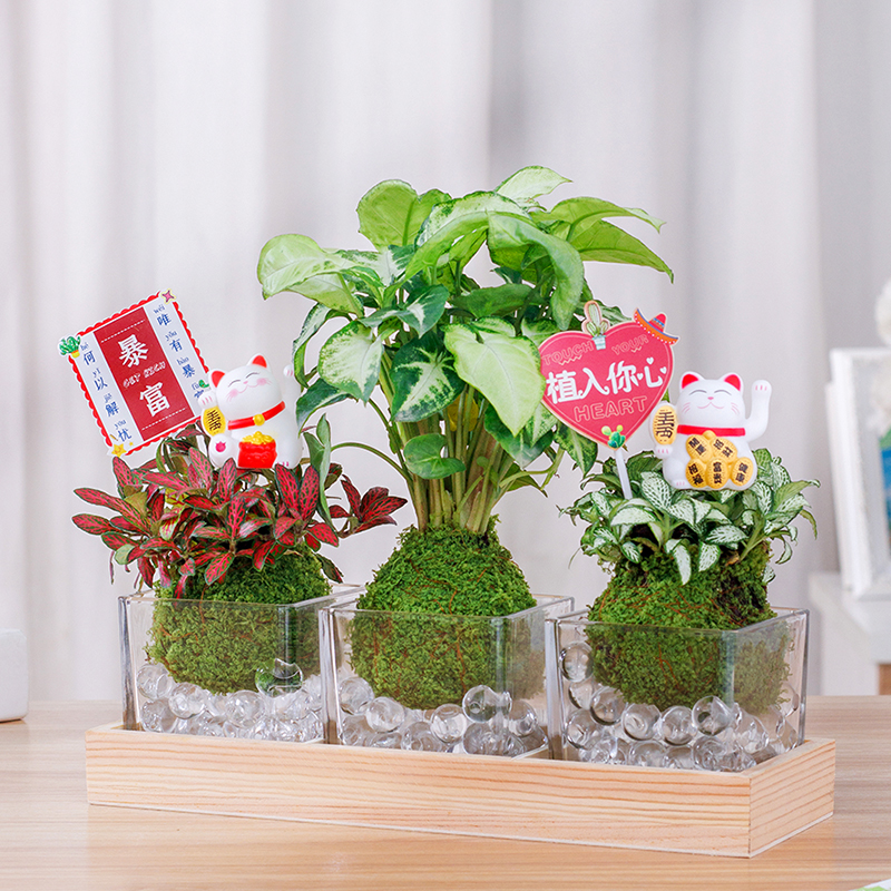 水培植物竹芋绿精灵网纹草教师节绿植盆栽四季常青室内办公桌好养