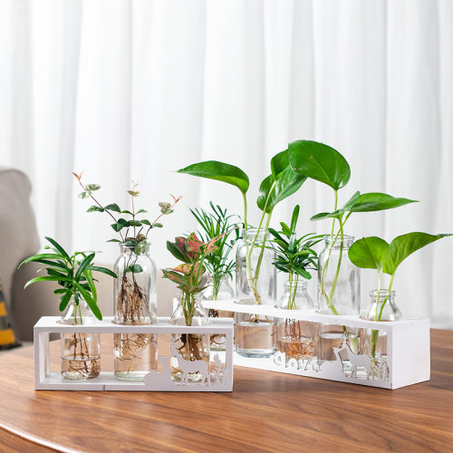 水培植物水养花卉桌面小盆栽摆件