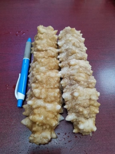 水发即食黄玉刺参新鲜冷冻大黄海参南美参佛跳墙酒店食材1份包邮