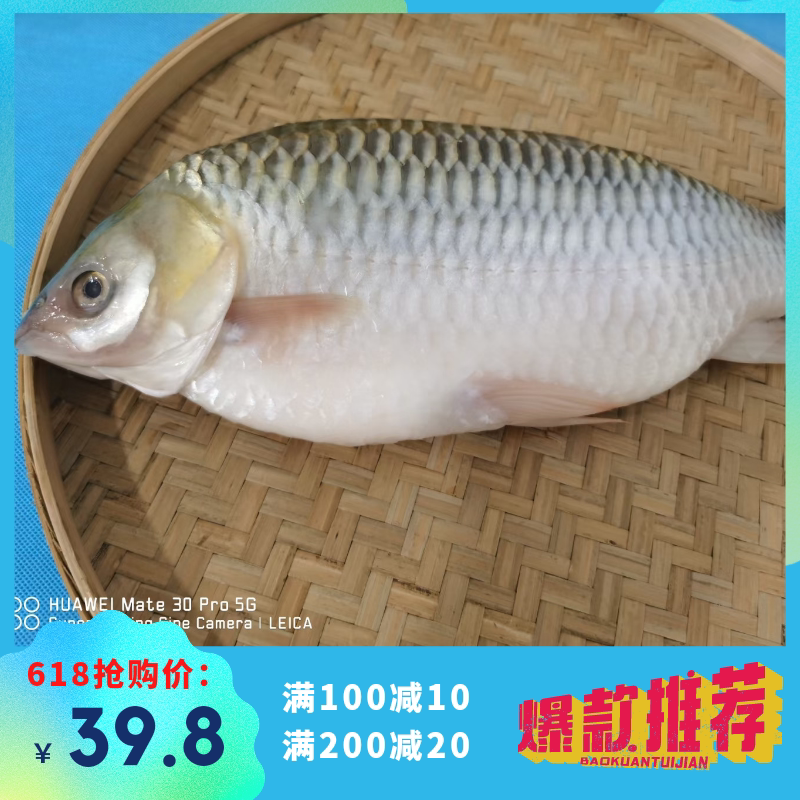 马来忘不了鱼活苏丹鱼皇帝鱼新鲜开肚冷冻食用水产酒店淡水鱼包邮