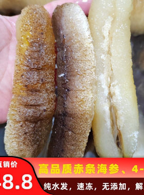 大赤条参大赤参海参新鲜冷冻大秃参螺纹参条参佛跳墙火锅酒店包邮