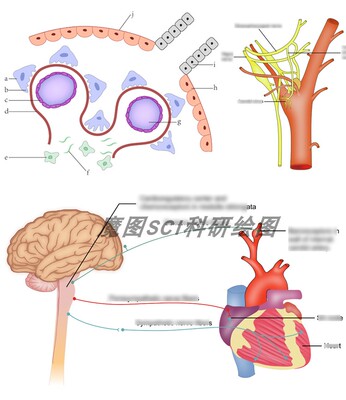 生物医学科研绘图机制图信号通路图PS图片基金配图细胞插图机理图