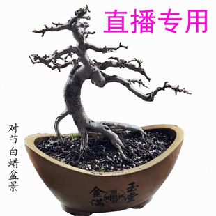 对节白蜡盆景对接白腊树桩盆栽矮霸小树苗子微型