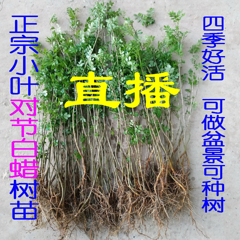 对节白蜡童子功附石盆景小树苗子