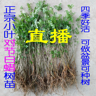 小叶对节白蜡小树苗子对接白腊盆景苗木树抱石附石童子功三角枫