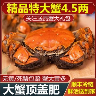 活蟹现货 大闸蟹鲜活螃蟹特大全母清水河蟹湖鲜 特大蟹4.5两