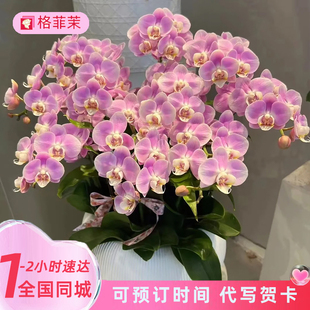 全国蝴蝶兰盆栽特大号真鲜花速递同城配送乔迁新居北京上海年宵花
