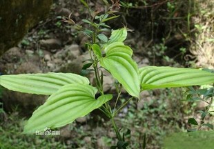 野外新鲜嗽药百部百条根野天门冬百奶九十九条根山百根