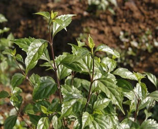 野外草药腐婢草豆腐柴观音柴臭黄荆绿豆腐叶鲜叶苗干根叶