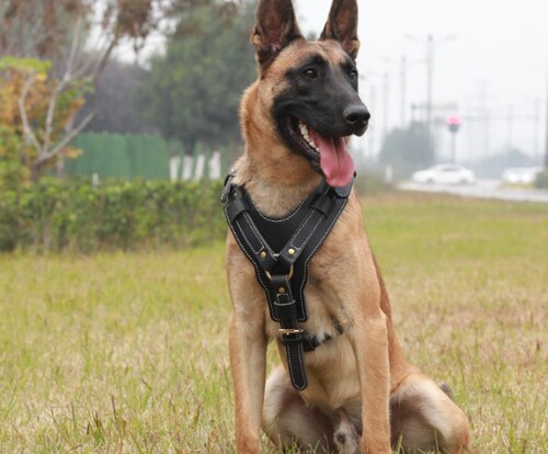 中大型犬牛皮杜宾边防爆胸背带