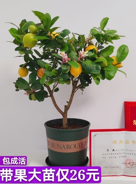 网红香水柠檬树盆栽柠檬树苗可食用果树苗室内阳台好养活花卉绿植