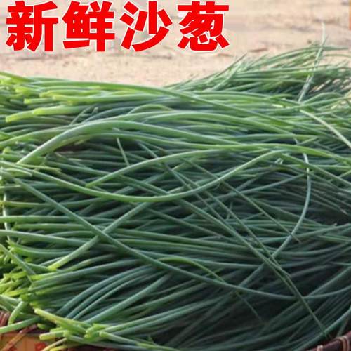 新鲜沙葱顺丰保鲜甘肃民勤发货