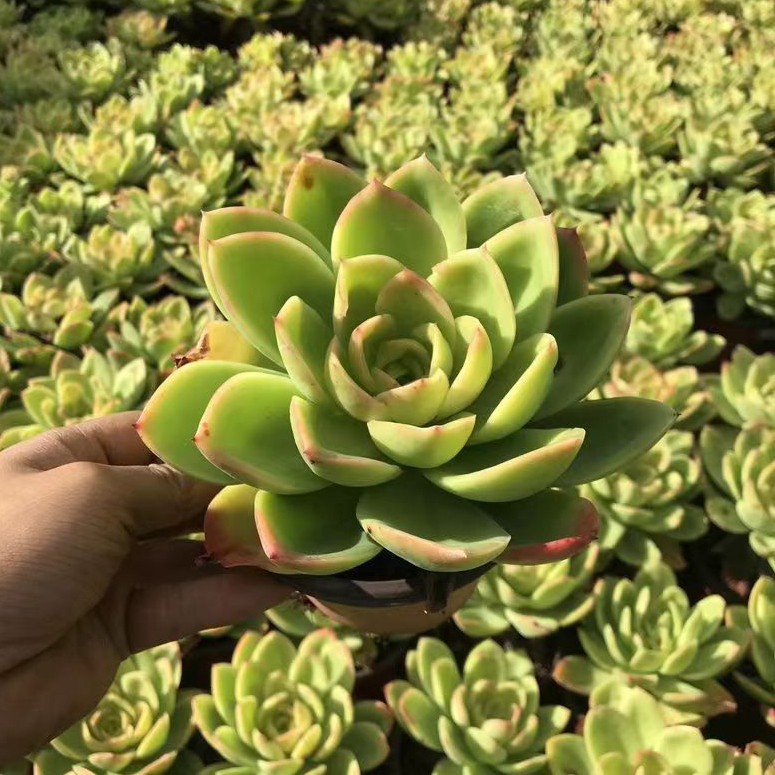 １０颗金辉多肉植物无根砍头苗　肉肉种苗小苗花卉绿植组合盆栽　