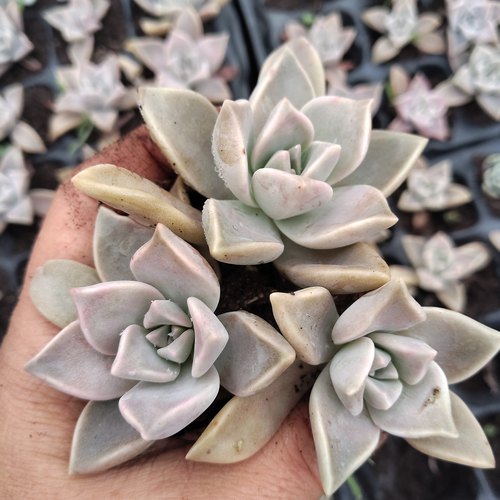 3颗胧月有根 多肉植物组合盆栽穴盘苗无根砍头苗种苗小苗特别好养