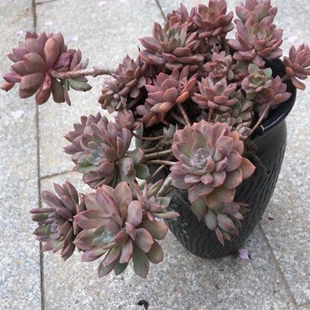 100个仅15.8元 多肉植物无根砍头苗种苗小苗盆栽花卉绿植 紫卡