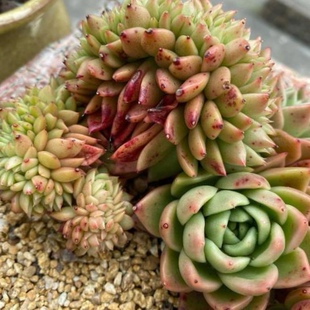 5个玉杯东云 多肉植物无根砍头苗 肉肉种苗小苗花卉绿植盆栽　