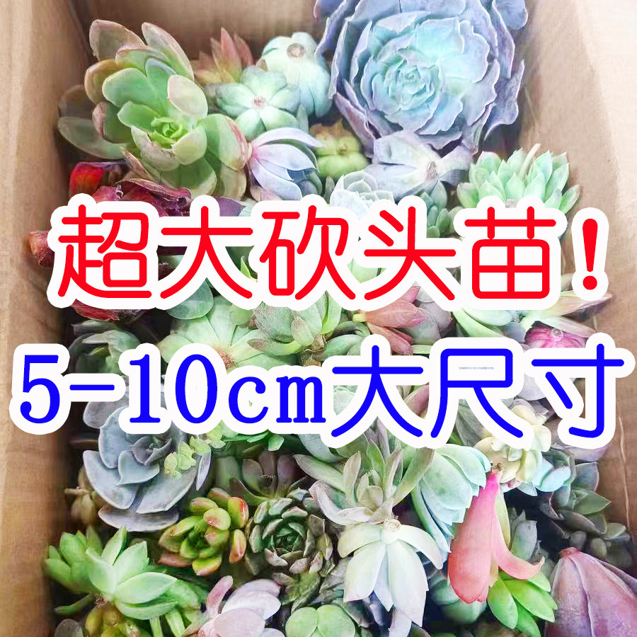 超大尺寸！高品质！多肉无根砍头苗肉肉种苗小苗贵货 很容易养活