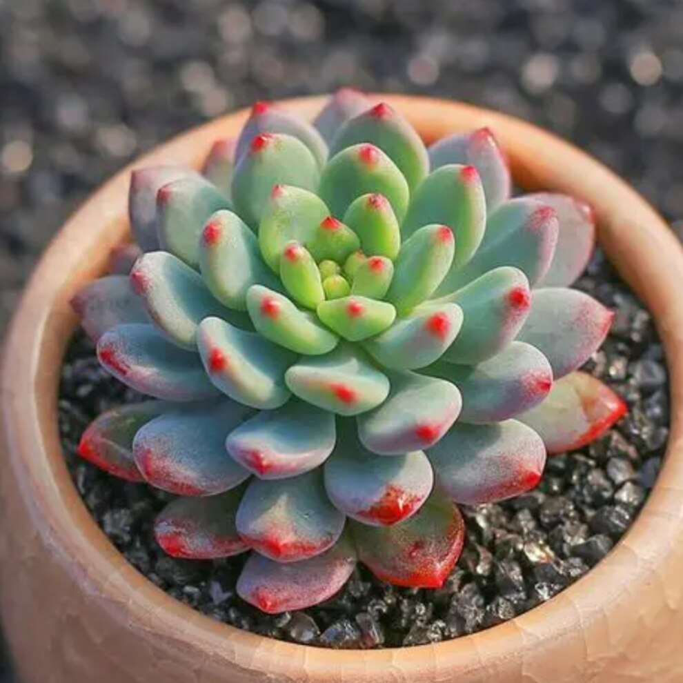 3颗 蓝苹果 多肉植物穴盘苗无根砍头苗种苗小苗盆栽花卉新手绿植
