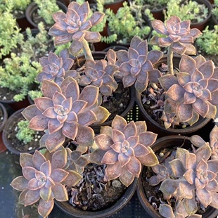 100个13.8元 阿伦培多肉植物无根砍头苗小苗种苗有根苗 安伦培