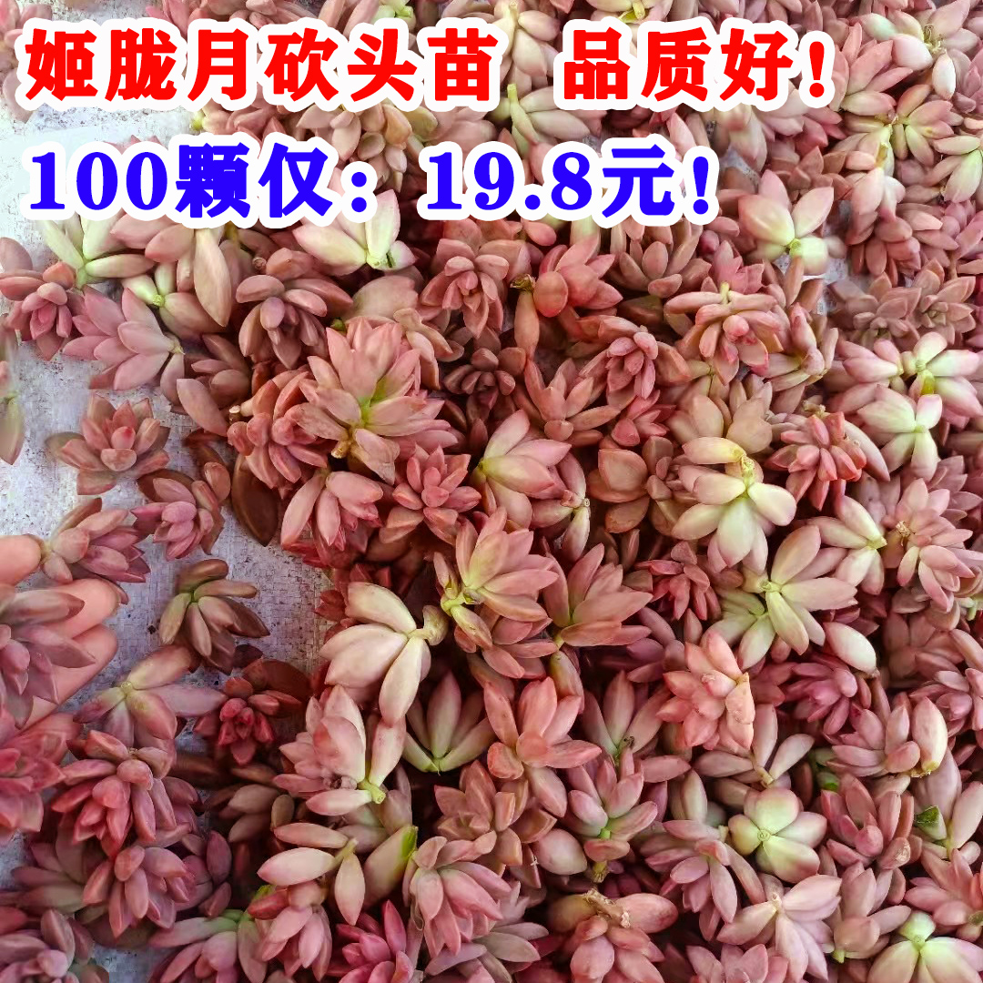 100颗 姬胧月无根砍头苗 红色多肉植物 耐寒耐晒肉肉盆栽越晒越红