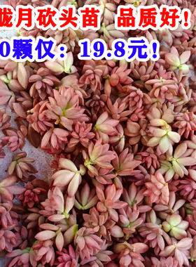 100颗 姬胧月无根砍头苗 红色多肉植物 耐寒耐晒肉肉盆栽越晒越红