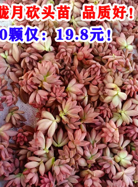100颗 姬胧月无根砍头苗 红色多肉植物 耐寒耐晒肉肉盆栽越晒越红