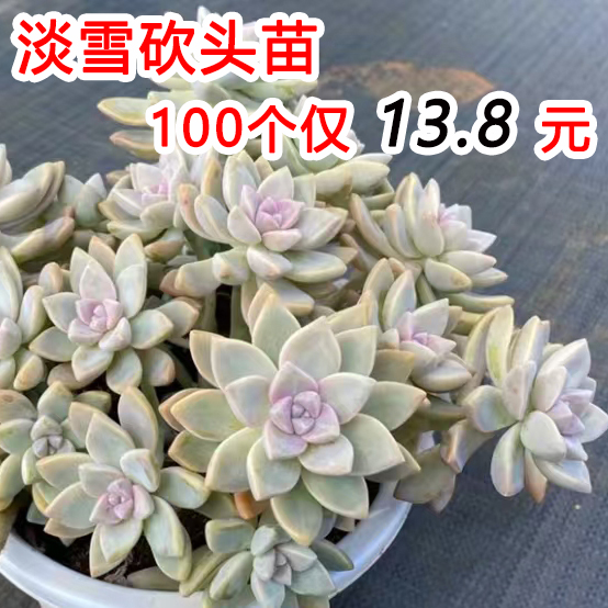 100颗13.8元! 淡雪多肉植物无根砍头苗肉肉种苗小苗 易养成悬崖桩