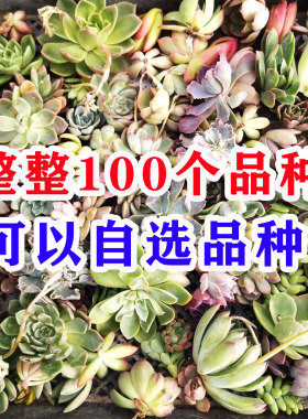 多肉砍头苗绿植肉肉种苗多肉植物