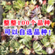 可以自选品质好 40号 无根肉肉贵货小苗易养活 120种多肉砍头苗