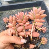 耐寒耐晒越晒越红 3颗 红色肉肉 多肉植物 特别好养 姬胧月小老桩