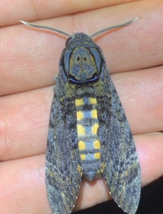 无流通变异芝麻鬼脸天蛾已展翅可裱框/偏蓝体型很小