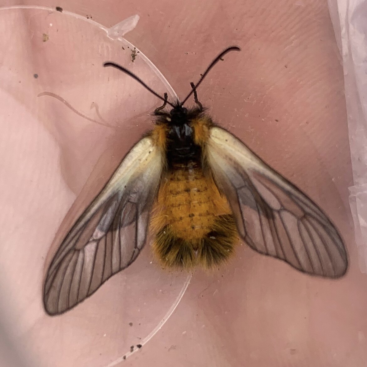 透翅大叶黄杨斑蛾a1/-未整姿原蛾飞蛾蝴蝶昆虫标本素材雌雄随机发