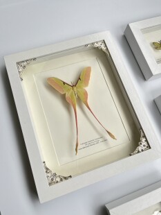 长尾大蚕蛾仙女蛾飞蛾蝴蝶昆虫标本展翅裱框成品送女友背景墙挂画